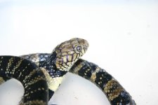 B_annulata.jpg
