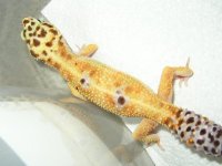 gecko2.JPG