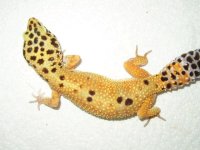 gecko_1.JPG