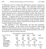 B_annulata_3.jpg