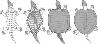 turtle-shell.jpg
