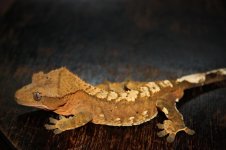 IMG_2832.jpg