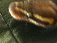 IMG_0984.jpg