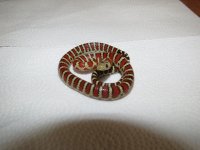 IMG_0991.jpg