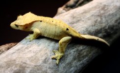 Female_Yellow4.jpg