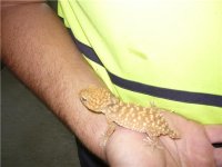 Nephrurus Amyae..jpg