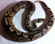 calico1.jpg