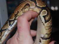 calico2.jpg