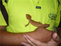 Nephrurus Amyae.jpg