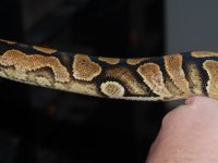 calico3.jpg