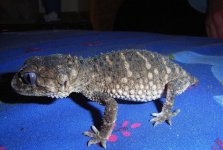 Nephrurus Asper pics2.jpg