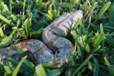 Reptile photos 007.jpg