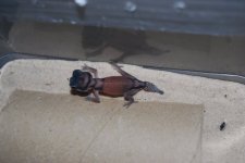 Nephrurus laevissimus 2.jpg