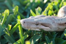 Reptile photos 016.jpg