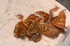 Nephrurus levis.jpg