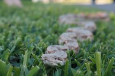 Reptile photos 024.jpg