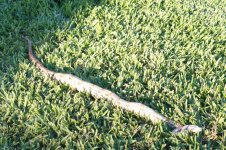 Reptile photos 003.jpg