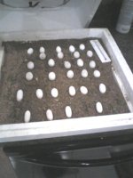 eggs.jpg