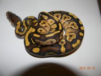 mojos for sale 001.jpg