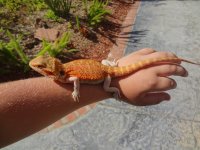 Hypo trans male dragon 004.jpg