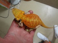 Hypo trans male dragon 006.jpg