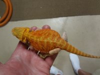 Hypo trans male dragon 007.jpg
