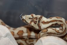 IMG_6009zzz.jpg