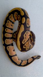 2011-12-15_14-20-10_928.jpg