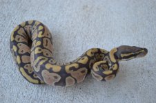 2011 snakes for sale 017 (500x333).jpg