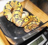 snakes4 010.jpg