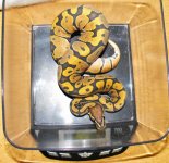 snakes4 009.jpg