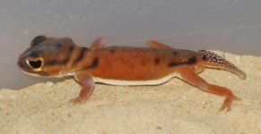 knobtails 004.jpg