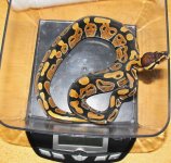 snakes4 006.jpg