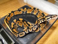 snakes4 007.jpg