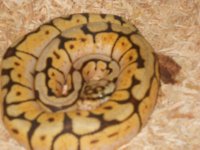 DSCN1194.jpg