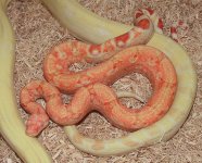 pastelalbino8monthsnorm.jpg