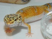 geckos 007.jpg geckos 007.jpg