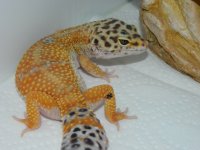 GECKS&CEREAL 013.jpg GECKS&CEREAL 013.jpg