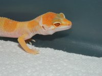 GECKS&CEREAL 007.jpg