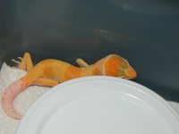 GECKS&CEREAL 006.jpg