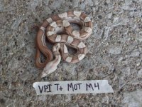 VPI mot1.jpg