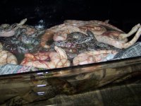 2012 sunglow litter GOO 003.jpg