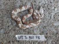VPI mot2.jpg