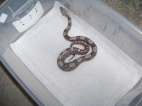 2012 sunglow litter GOO 005.jpg