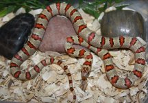 $125 2010 Male Leonis.jpg