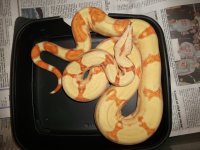 boas 2012 July 004.jpg