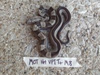 VPI mot4.jpg