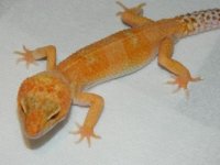 geckos 008.JPG