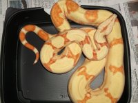 boas 2012 July 005.jpg