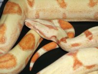 boas 2012 July 007.jpg